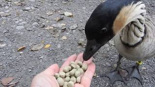手から餌を食べるハワイガン Hawaiian Goose 2015 1111