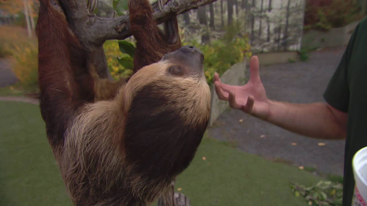 Why do sloths move slowly