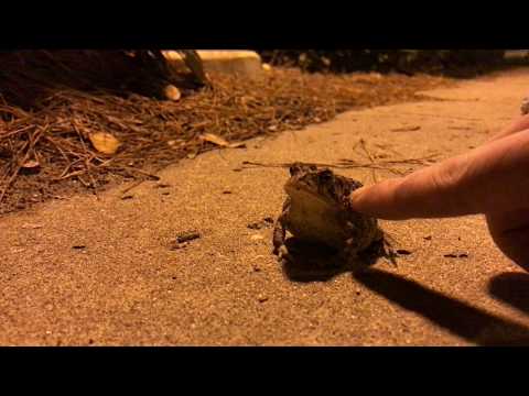 Are You As Lifeless As This Toad? Are You As Lifeless As This Toad?