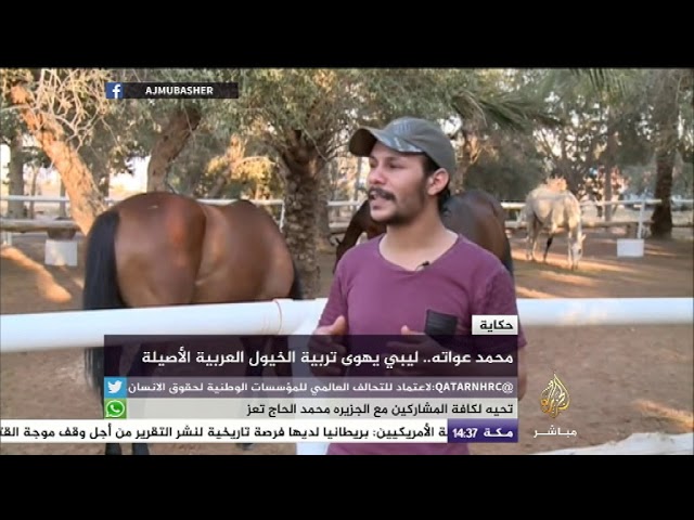 حكاية.. ليبي يهوى تربية الخيول العربية الأصيلة