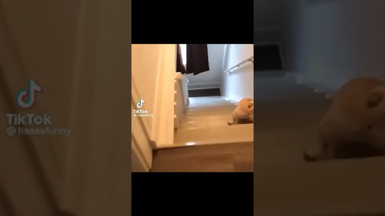dog falls down stairs 😓 YouTube