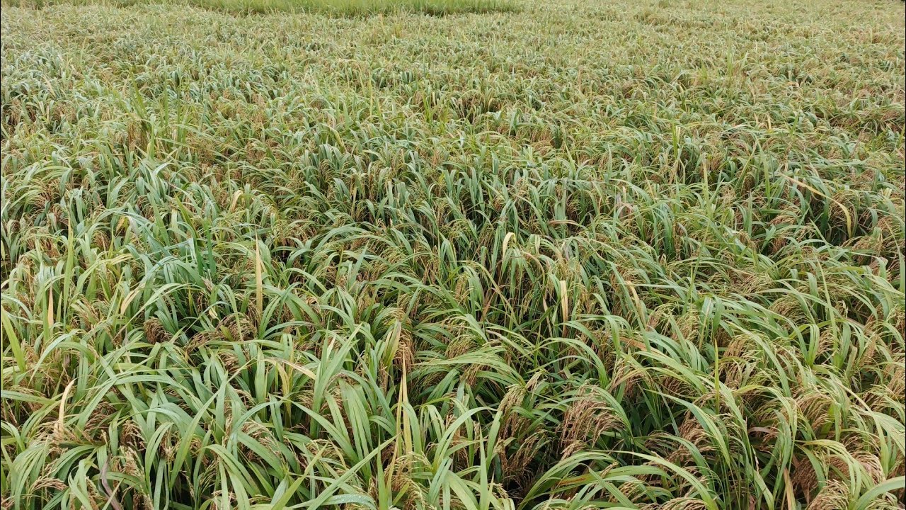 HATI HATI BELI BENIH MAPAN 05