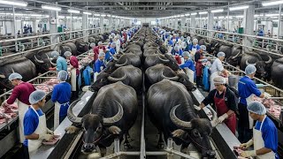 How Millions of Water Buffalo Are Farmed for Meat & Milk – Inside the Mozzarella Cheese Process