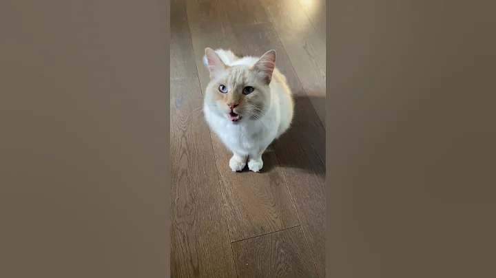 Video 10434391: cats catlovers meowing, blue cat meowing