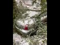 Деревья упали на машины в Кемерове