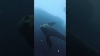 Download Lagu Inquisitive and adorable. ⁠Want to play with them? Join us for a scuba trip in Baja in Dec! MP3