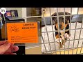 Shelter dogs get adopted  priceless moments when small shelter dogs realized they are being adopted