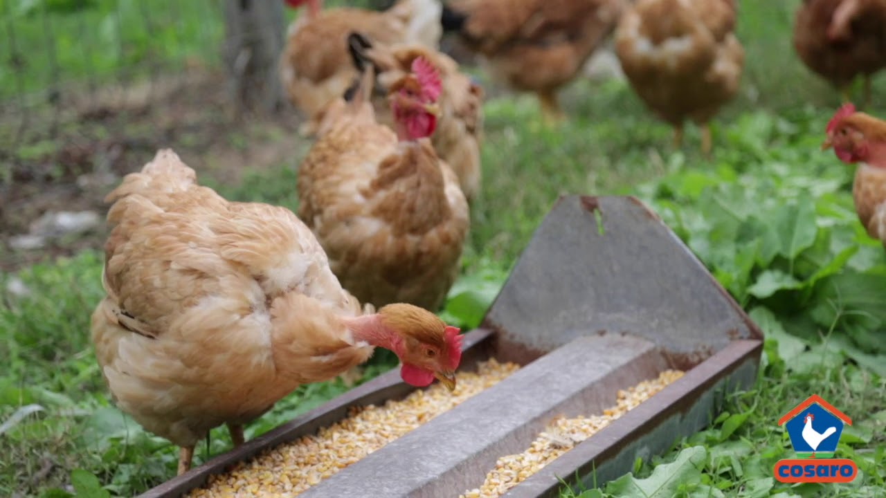 COSARO ISTITUZIONALE 2017