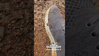 Matheran Went Wrong      Leechmarsh Water Leeches leech matheran kdwild