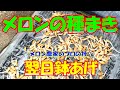 マスクメロンの種まきから、鉢上げ、その翌日、その翌日まで動画にしてみました。メロンの育て方 ①grow melons