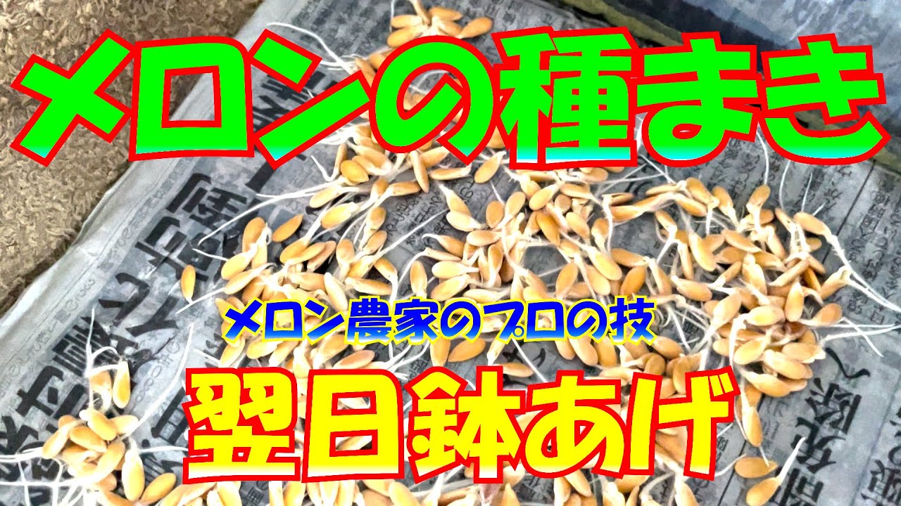 マスクメロンの種まきから、鉢上げ、その翌日、その翌日まで動画にしてみました。メロンの育て方 ①grow melons