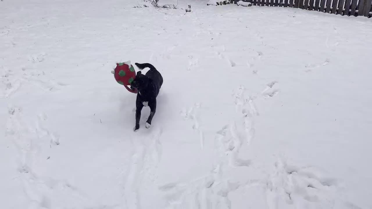 Middle Tennessee Snow - YouTube