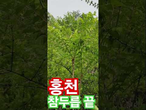 홍천 <strong>참두릅</strong> 끝