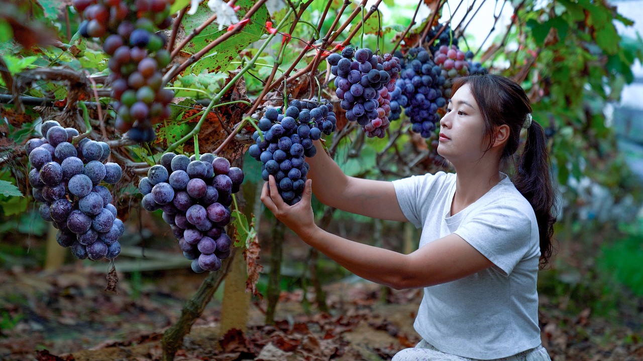 Фиолетовый виноград идеально подходит для приготовления вина!