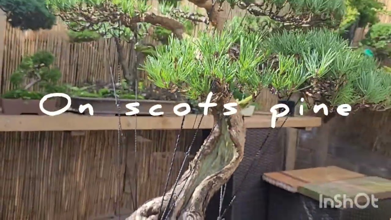 Beuvronensis Bonsai, grafted on scots pine