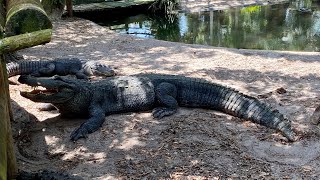 Touring St. Augustine, FL | St. Augustine Alligator Farm Zoological Park & St. Augustine Lighthouse