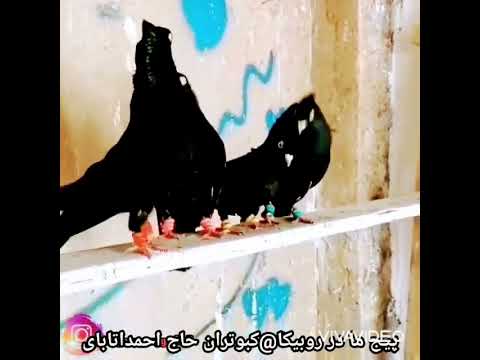 پیج کبوتران ایرانی کبوتر کفتر ایرانی طوقی پلاکی گردشگری گرو 