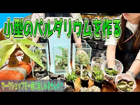 Enjoy a Paludarium in a glass case (would you like to make one Enjoy a Paludarium in a glass case (would you like to make one