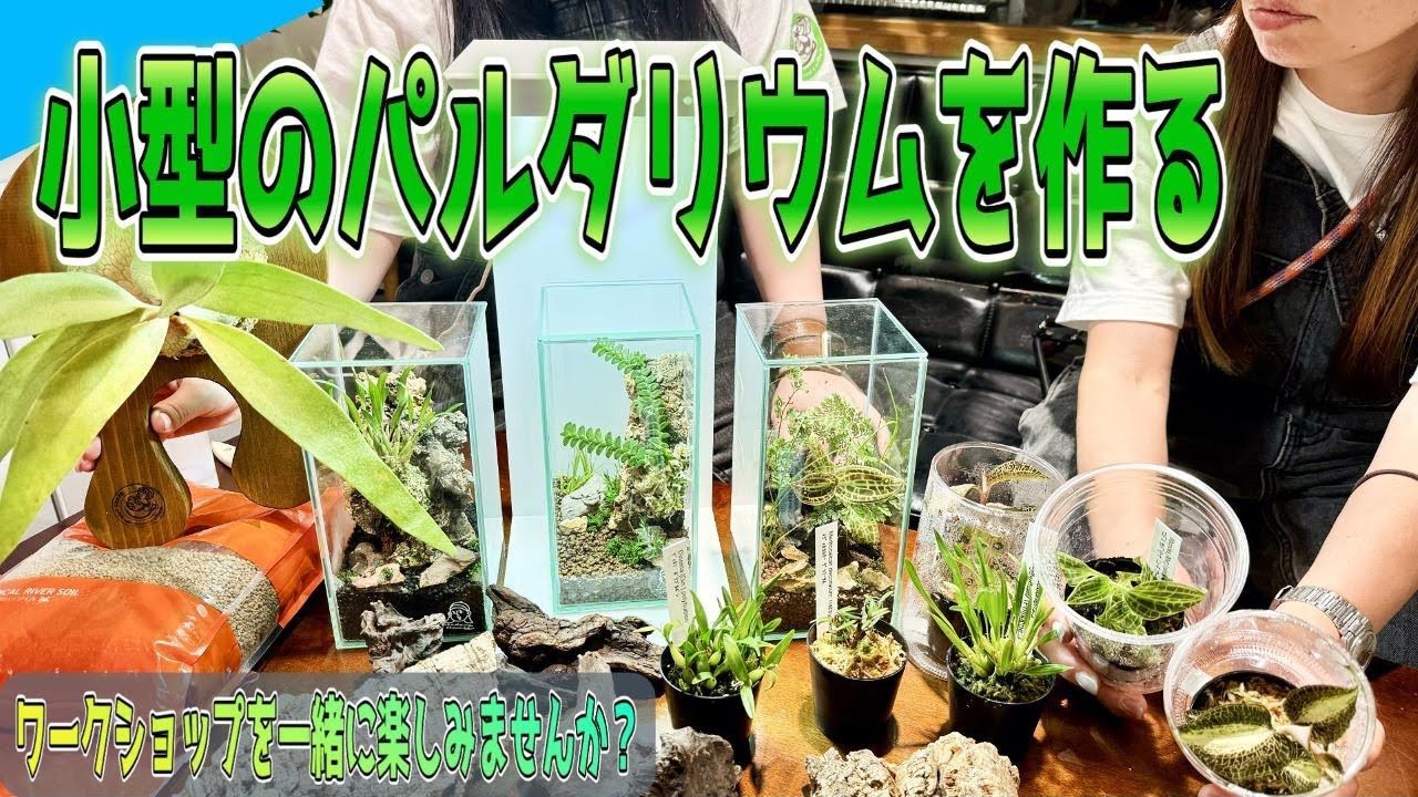 ガラスケースで楽しむパルダリウム（一緒に作ってみませんか？）