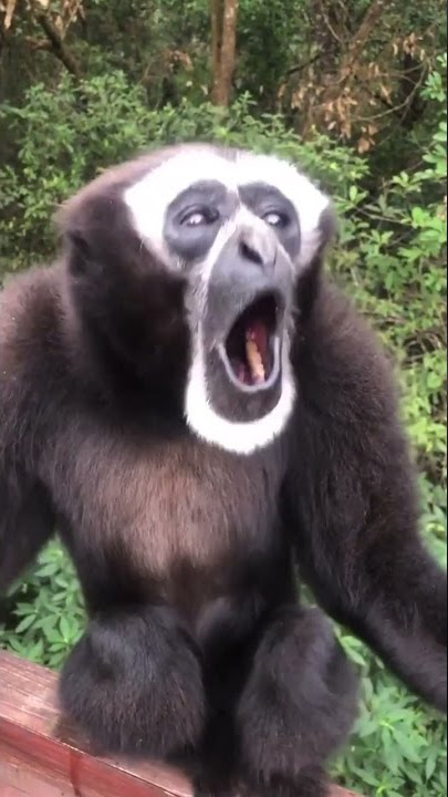TERIAK SEKENCENG KENCENGNYA#siamang