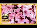 Belles fleurs de cerisier et musique relaxante pour la mditation 4kr relaxing music screensaver