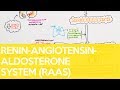 The Renin-Angiotensin-Aldosterone System (RAAS) - Sarah Clifford Illustration Tutorial