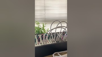 Short Jam with Mutable Instruments Clouds, Elements