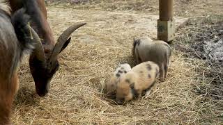 : Cute piggies having fun and playing