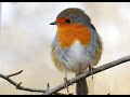 Robin bird would amazing robin bird ggpk