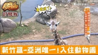 【食尚玩家】六福莊 新竹必住！亞洲唯一住在動物園，起床就能跟長頸鹿說早安！