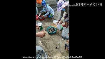 Tôm tích khổng lồ và hải sản 2020