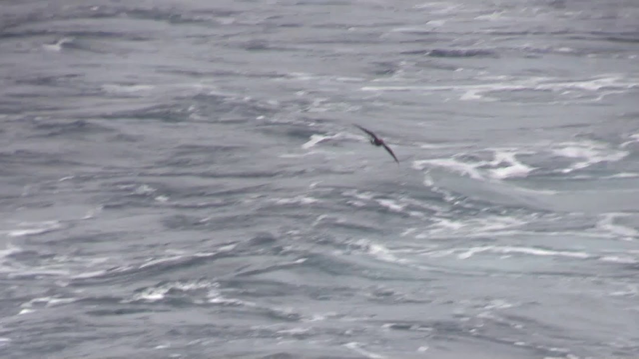 Lowe's Storm-petrel, Galapagos Islands, February 2018