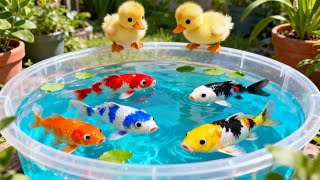 Download lagu unboxing ikan hias warna warni, ikan koi, ikan glowfish, ikan cupang, kura kura brazil 🐠🌈💦
