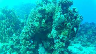 Marsa Alam Scuba Diving 2017