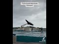📍Churaumi Aquarium Okinawa