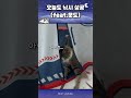 문도 낚시 #viper #바이퍼 #고양이