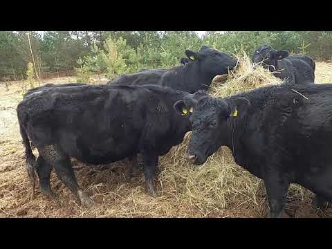 Video: Kas dabar yra šlapias, šlapias šlapias?