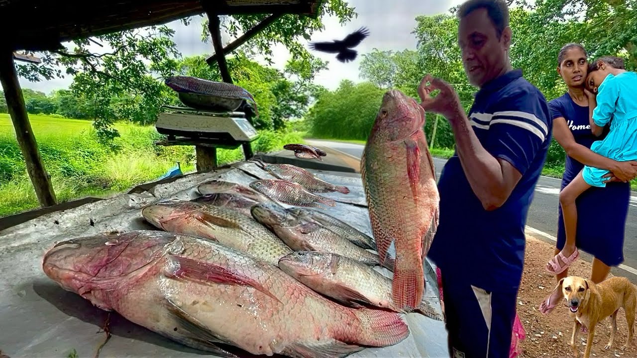 Fresh! Sri Lanka's Secret Fish Market Hidden Deep in Rural Village
