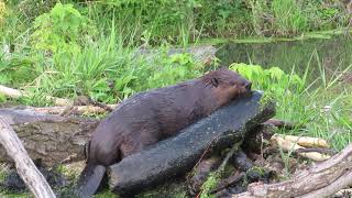 Beaver Moves a Very Large Heavy Log Onto his Dam