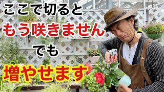 【ハイビスカスの挿し木】この場所の剪定と挿し木で増やせます　　　【カーメン君】【園芸】【ガーデニング】【初心者】