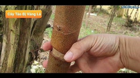 NGUYÊN NHÂN CÂY TÁO VÀNG LÁ VÀ KÉM PHÁT TRIỂN VÀ CÁCH KHẮC PHỤC