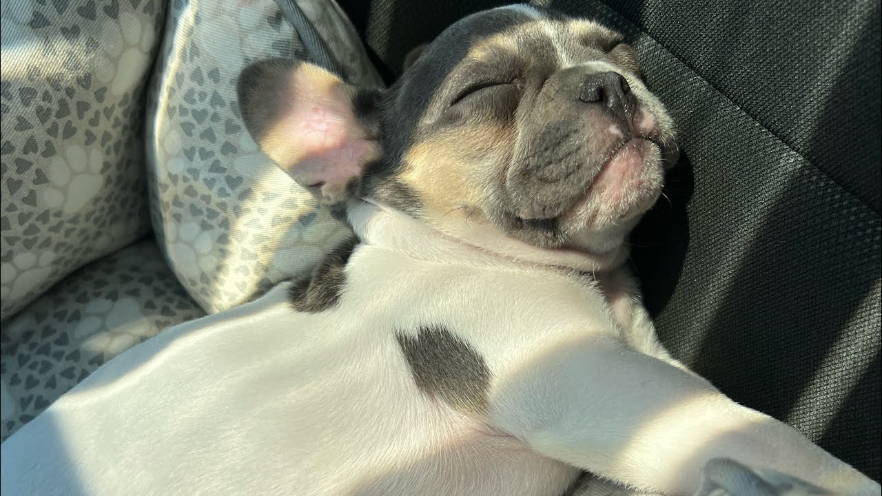Kash and khloe ride in the jeep😩🐾 YouTube