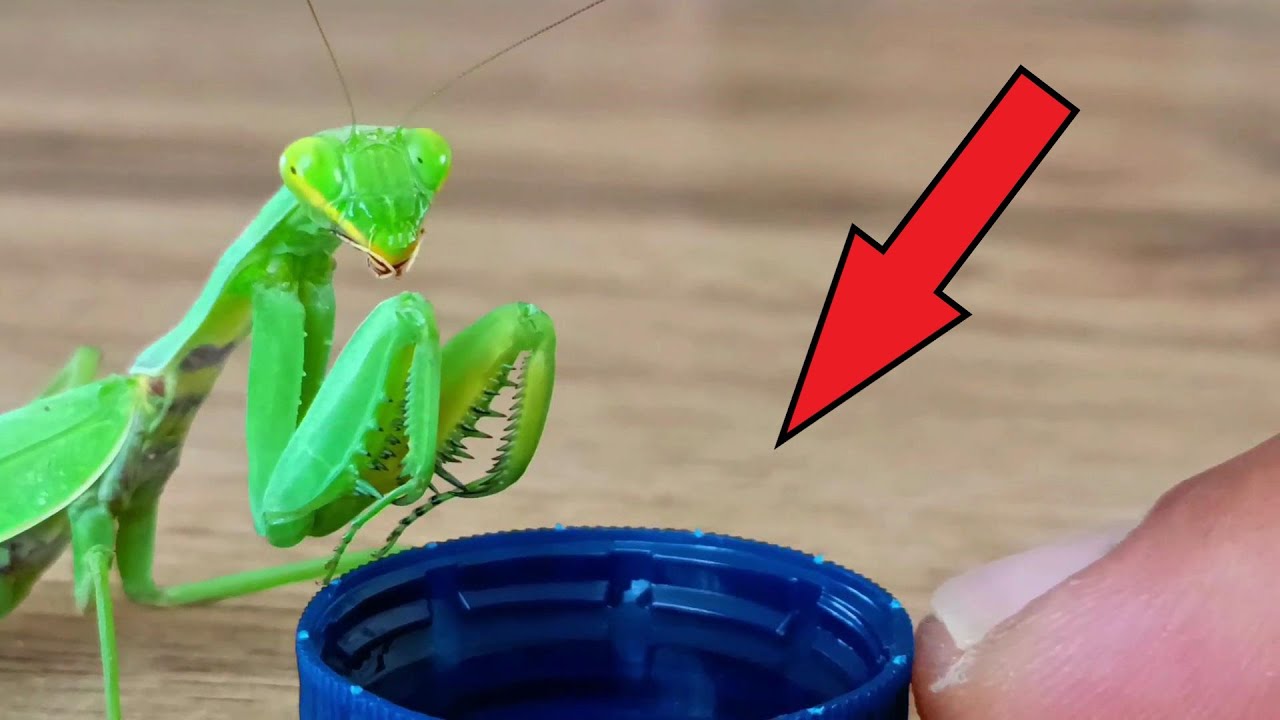 Drought Insect I decided to give MANTIS some water during a severe drought! Insect's ...
