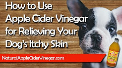 Apple Cider Vinegar Itchy Dog’s Skin - Natural Holistic Treatment