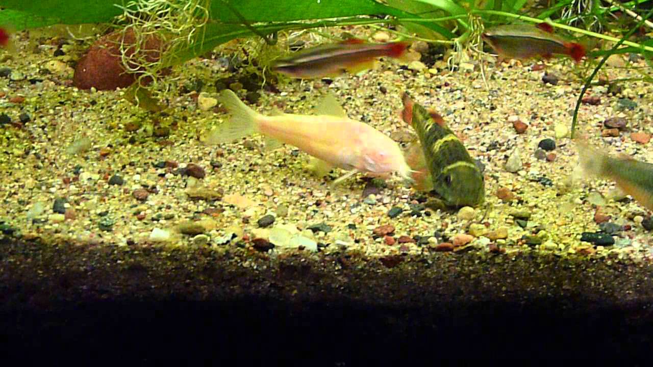ninja loach