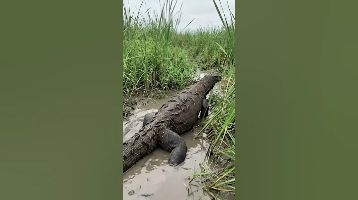 Komodo Dragon vs Crocodile: Who Actually Wins? 🐊🐉