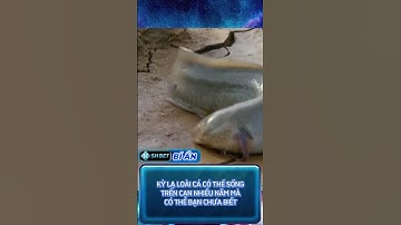 BÍ ẨN LOÀI CÁ CÓ THỂ SỐNG TRÊN CẠN NHIỀU NĂM