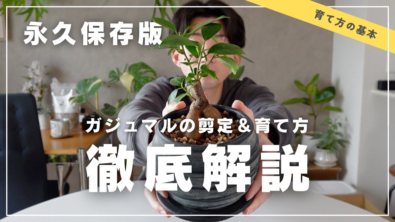 【完全ガイド】ガジュマルの剪定で失敗しない！育て方のコツ