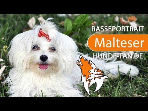► Malteser Hund [2019] Rasse, Aussehen &amp; Charakter