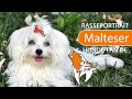 ► Malteser Hund [2019] Rasse, Aussehen & Charakter